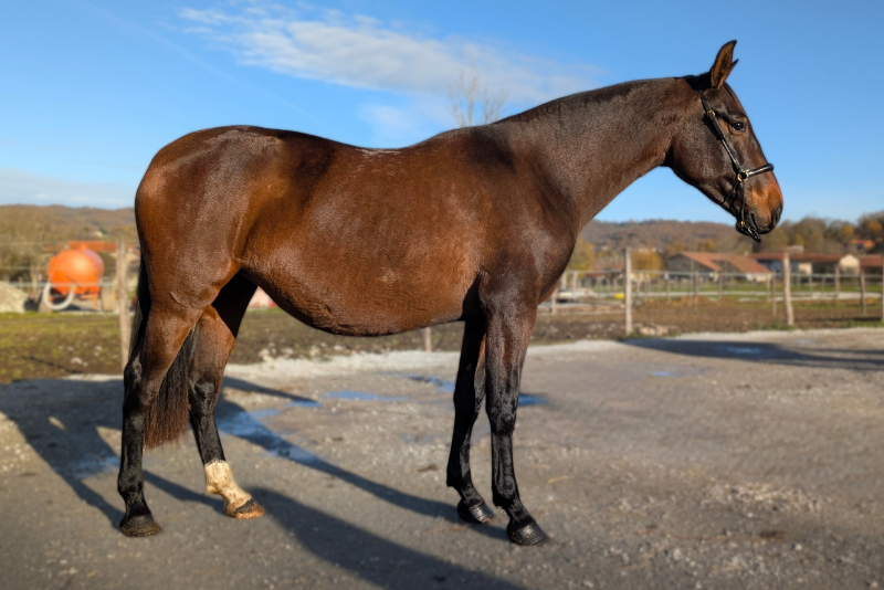 Merrie PRE Puur Ras Spaans Te koop 2021 Donker bruin / bai ,  DUQUE MP