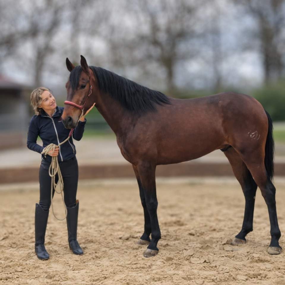 Ruin PRE Puur Ras Spaans Te koop 2023 Donker bruin / bai