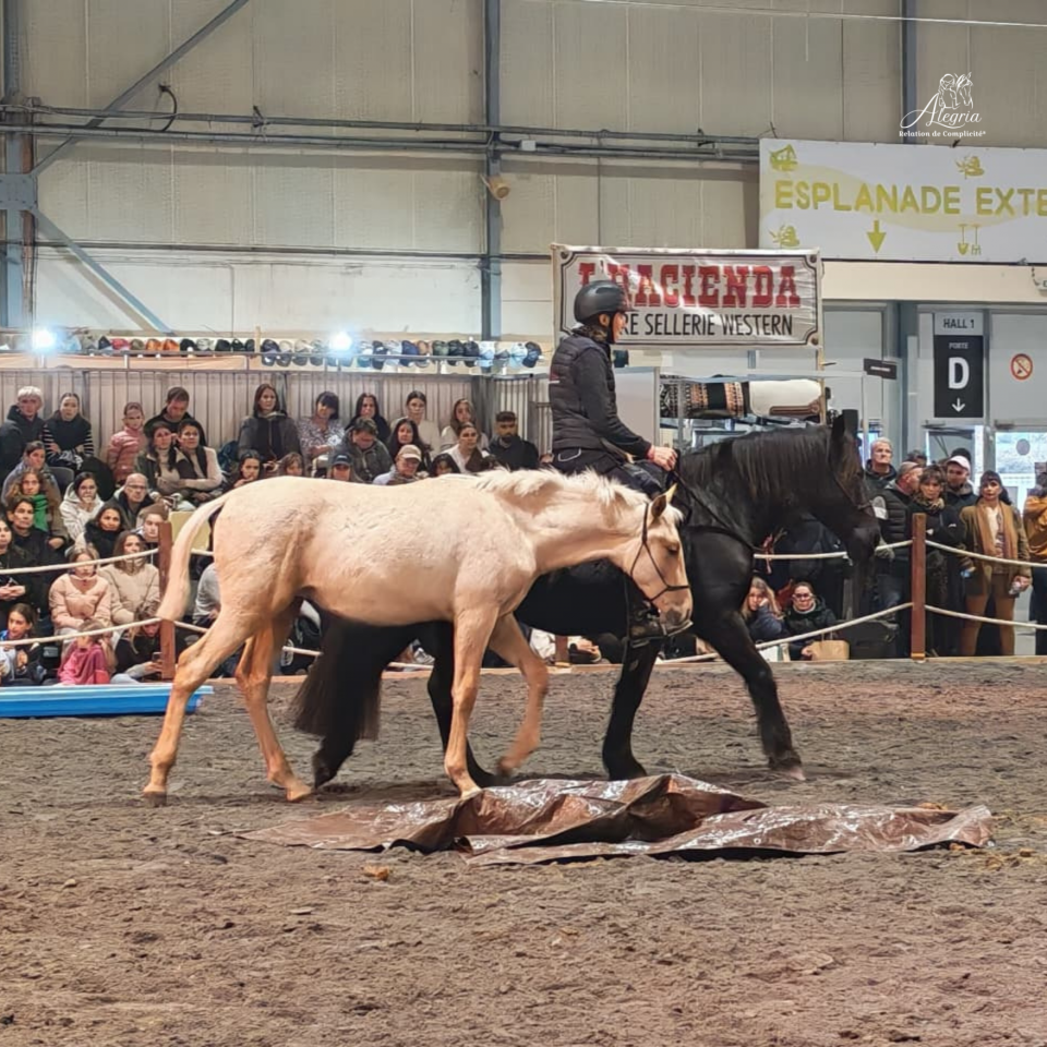 Veulen (ml) PRE Puur Ras Spaans Te koop 2025 Palomino ,  ADAGIO CALLER