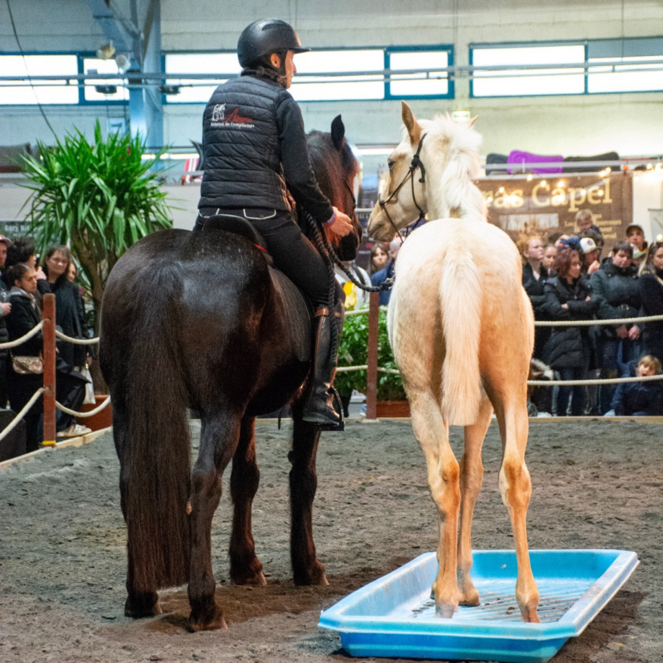 Veulen (ml) PRE Puur Ras Spaans Te koop 2025 Palomino ,  ADAGIO CALLER