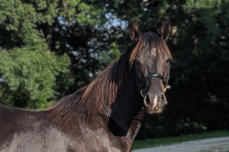 Hengst Quarter Horse Te koop 2023 Zwart