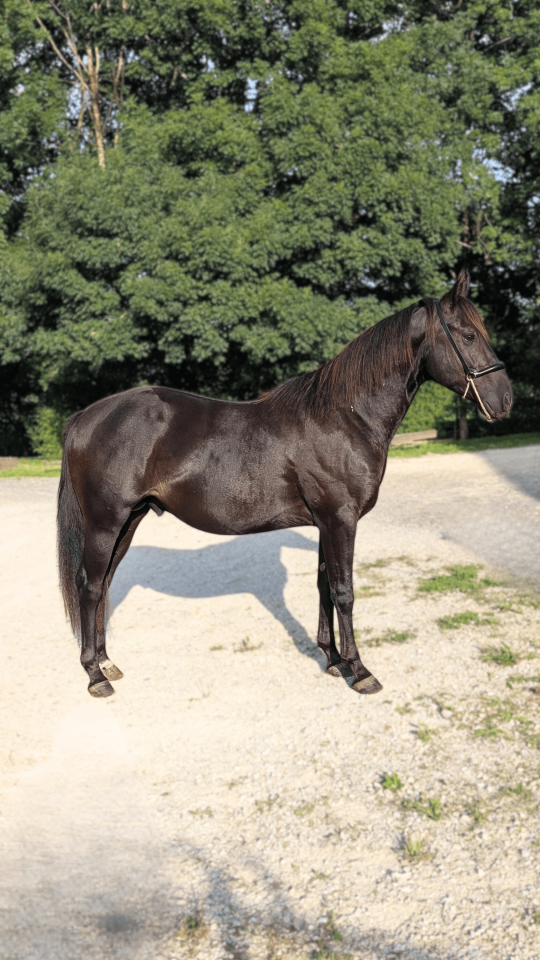 Hengst Quarter Horse Te koop 2023 Zwart