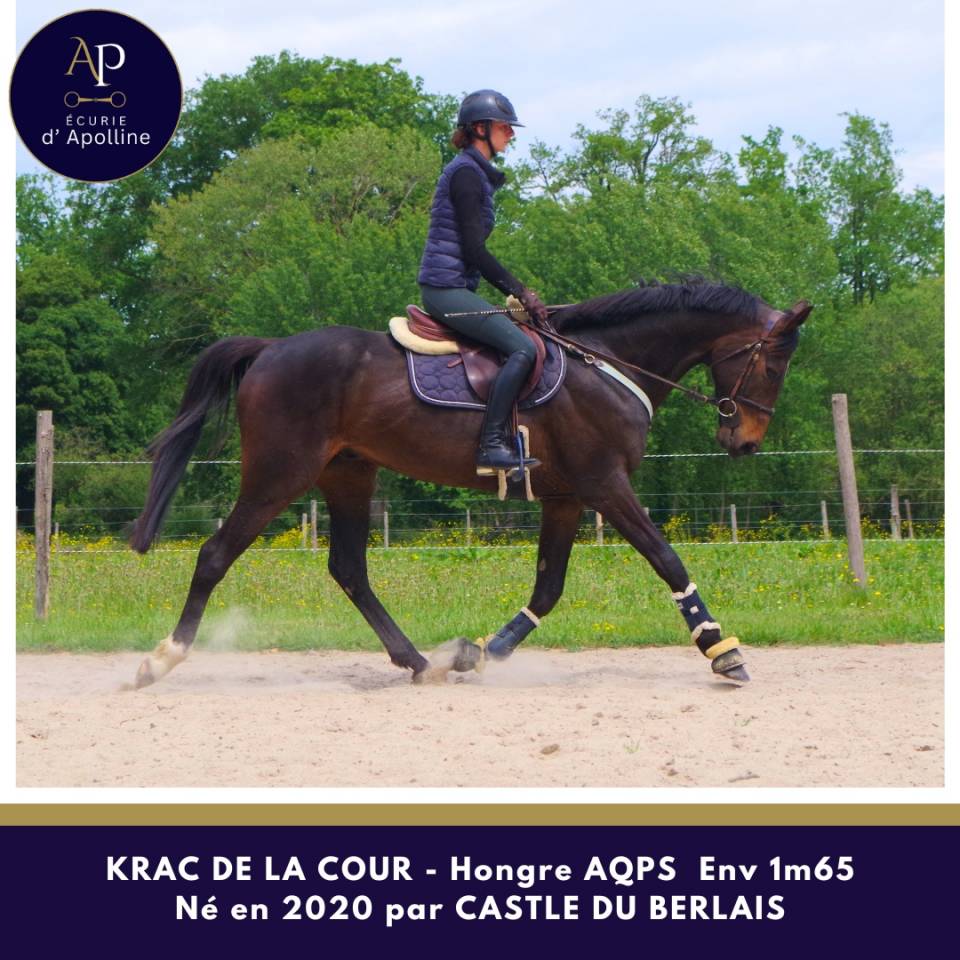 Ruin Autre Que Pur-Sang (Geen volbloed) Te koop 2020 Donker bruin / bai