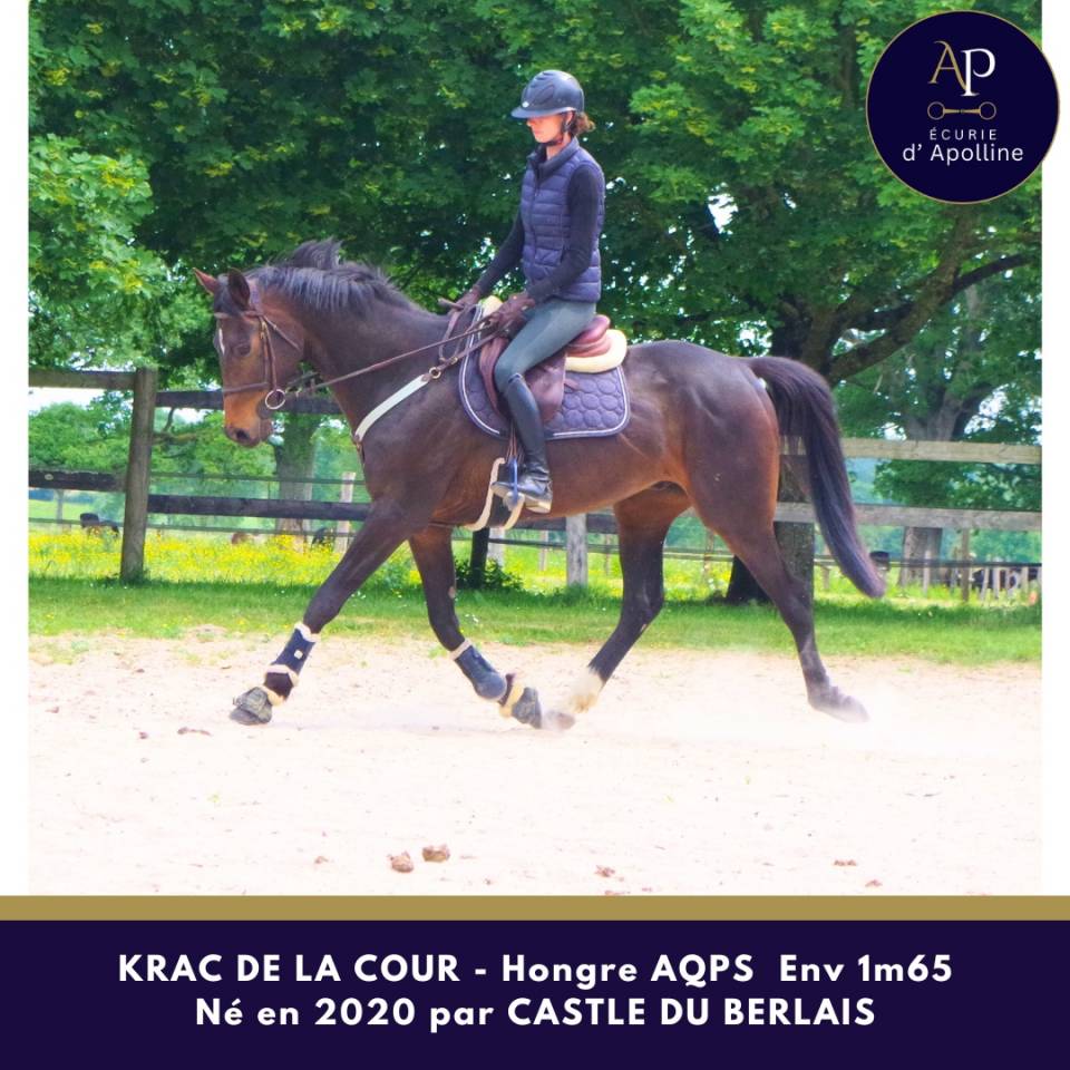 Ruin Autre Que Pur-Sang (Geen volbloed) Te koop 2020 Donker bruin / bai