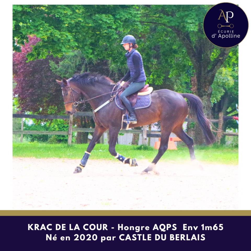 Ruin Autre Que Pur-Sang (Geen volbloed) Te koop 2020 Donker bruin / bai