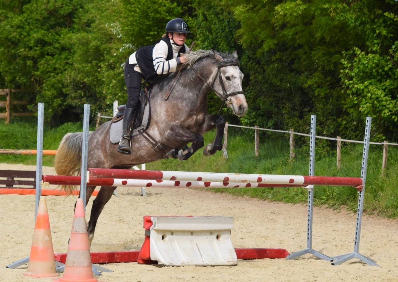 Merrie Franse rijpony PFS Te koop 2020 Bruinroan ,  APPY DAY DES PERCHERS