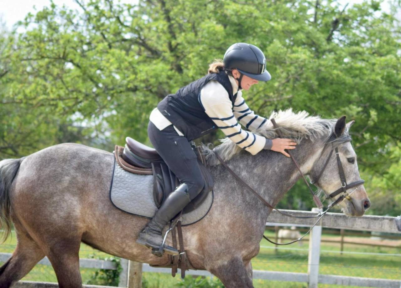 Merrie Franse rijpony PFS Te koop 2020 Bruinroan ,  APPY DAY DES PERCHERS