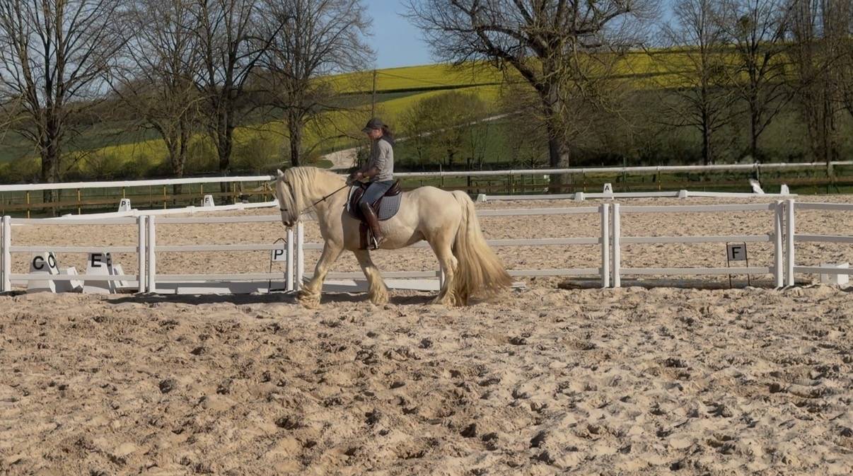 Ruin Gypsy Cob Te koop 2017 Palomino