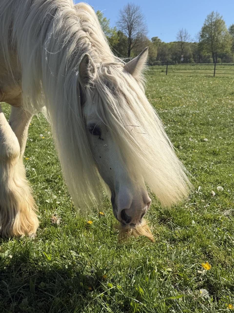 Ruin Gypsy Cob Te koop 2017 Palomino