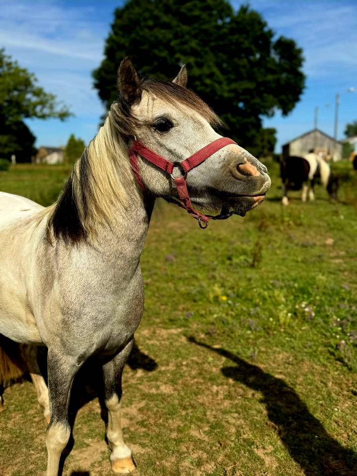 Merrie Welsh Pony (Section B) Te koop 2021 Bont