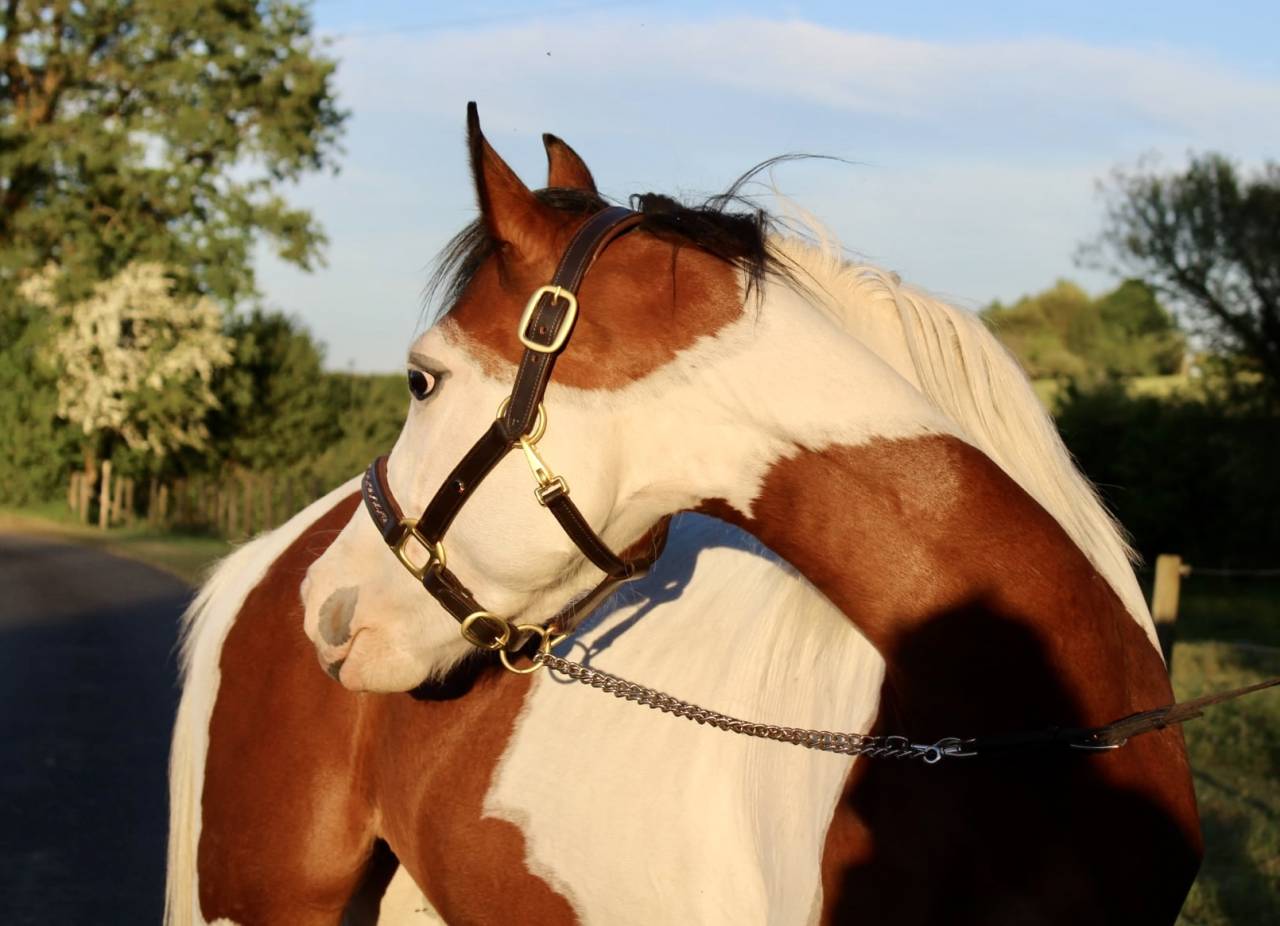 Merrie Welsh Partbred Te koop 2023 Bont