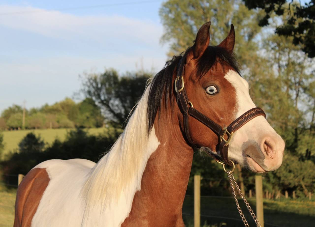 Merrie Welsh Partbred Te koop 2023 Bont