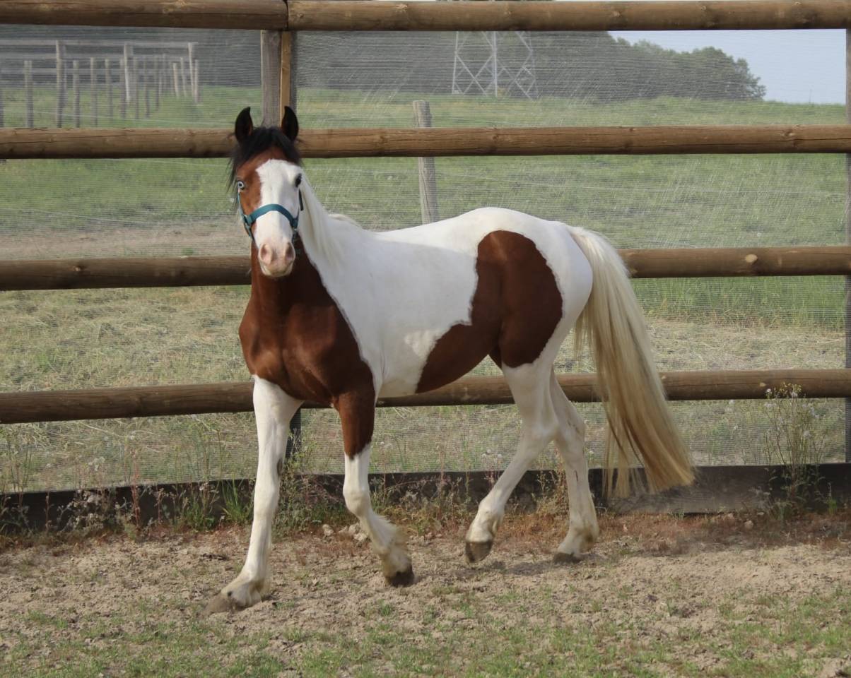 Merrie Welsh Partbred Te koop 2023 Bont