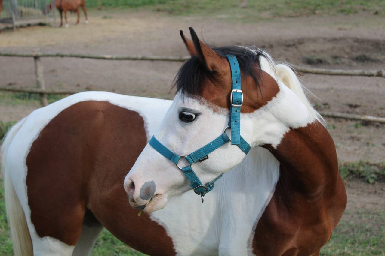 Merrie Welsh Partbred Te koop 2023 Bont
