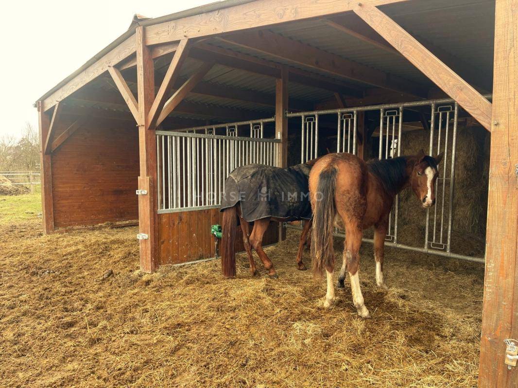 Hippisch vastgoed Koop Yvelines