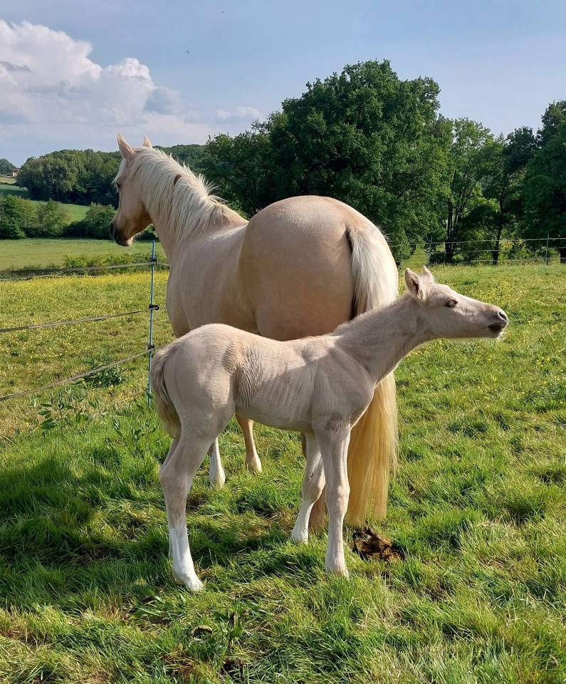 Veulen (ml) Franse rijpony PFS Te koop 2026 Palomino ,  Swyn Barrade
