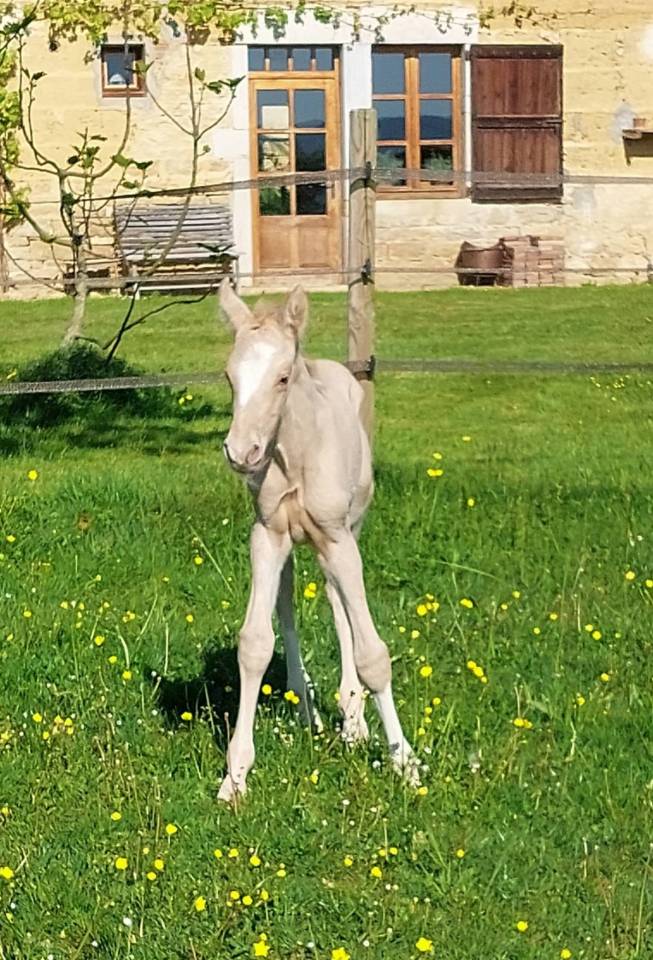 Veulen (ml) Franse rijpony PFS Te koop 2026 Palomino ,  Swyn Barrade