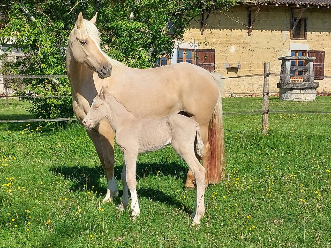 Veulen (ml) Franse rijpony PFS Te koop 2026 Palomino ,  Swyn Barrade