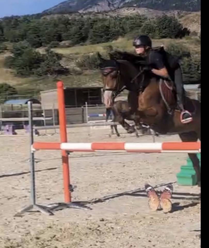 Ruin Welsh Partbred Te koop 2021 Donker bruin / bai ,  Heliostar de cazals