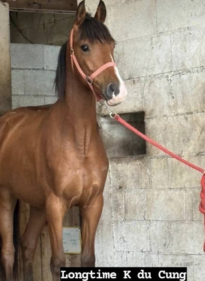 Ruin Welsh Partbred Te koop 2021 Donker bruin / bai ,  Heliostar de cazals