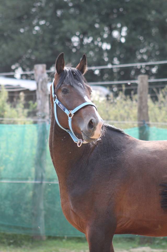 Ruin Belgische pony Te koop 2022 Bruin / Bai ,  dallas van overis