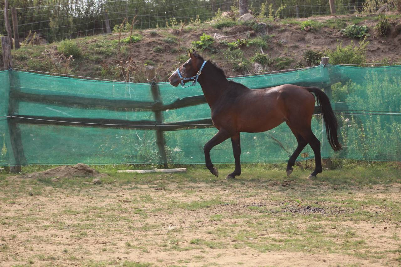 Ruin Belgische pony Te koop 2022 Bruin / Bai ,  dallas van overis