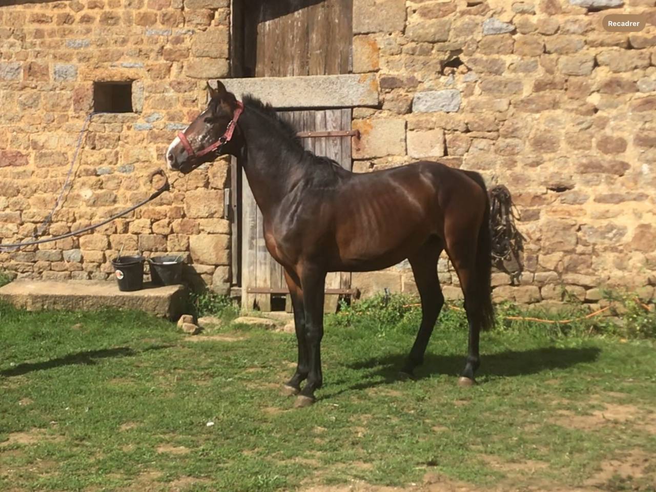 Ruin Belgische pony Te koop 2022 Bruin / Bai ,  dallas van overis