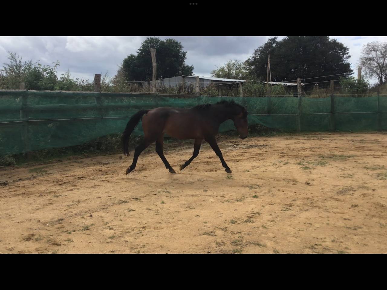 Ruin Belgische pony Te koop 2022 Bruin / Bai ,  dallas van overis