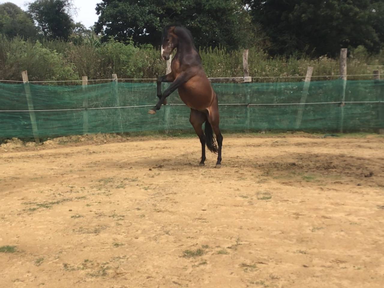 Ruin Belgische pony Te koop 2022 Bruin / Bai ,  dallas van overis