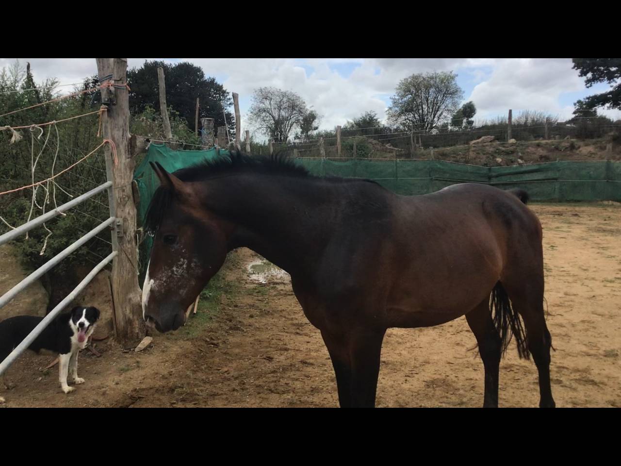 Ruin Belgische pony Te koop 2022 Bruin / Bai ,  dallas van overis