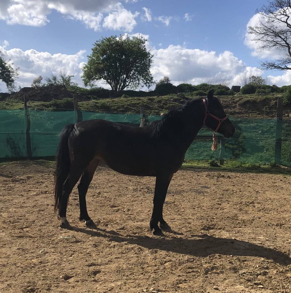 Merrie Belgische pony Te koop 2021 Zwart