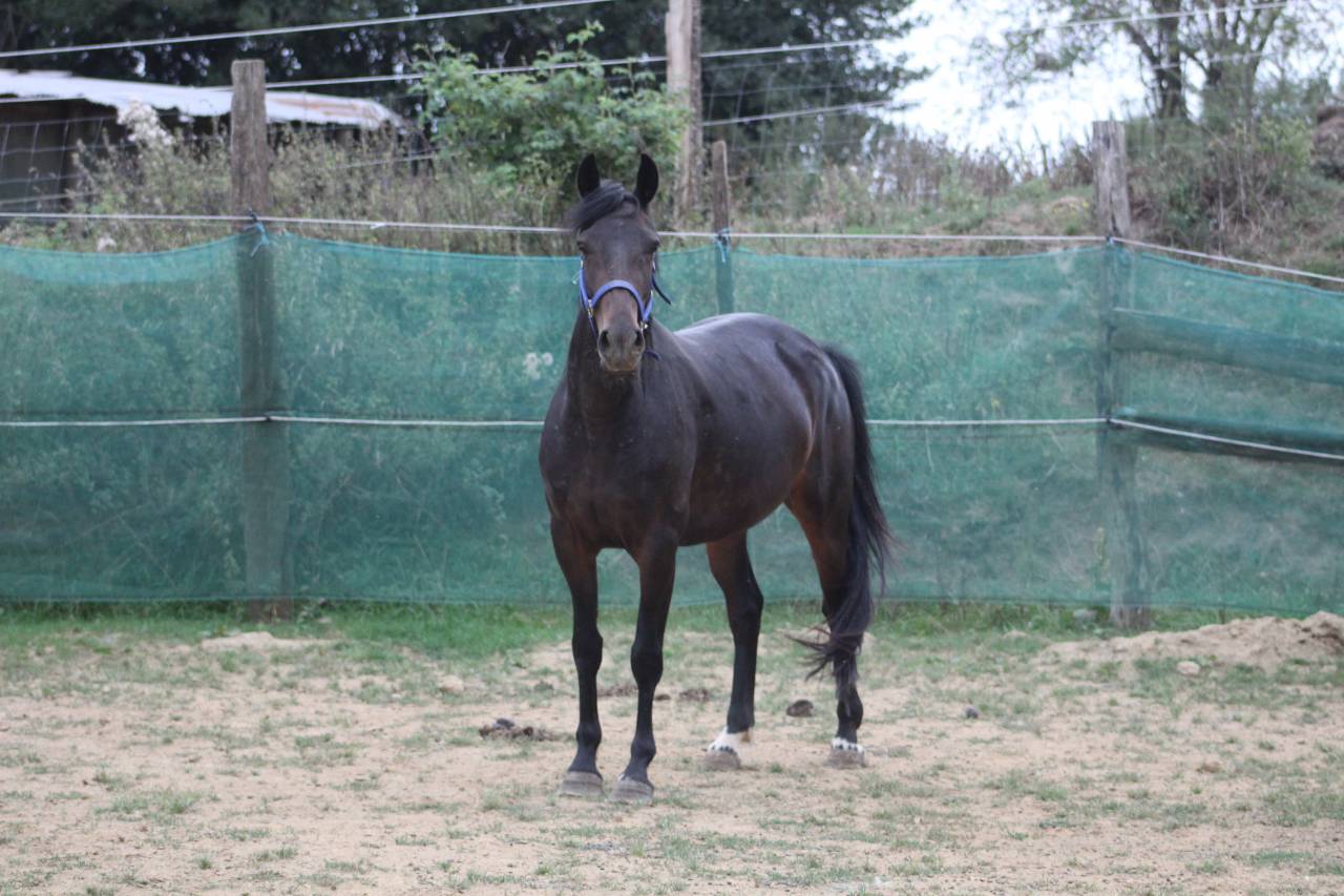Merrie Belgische pony Te koop 2021 Zwart