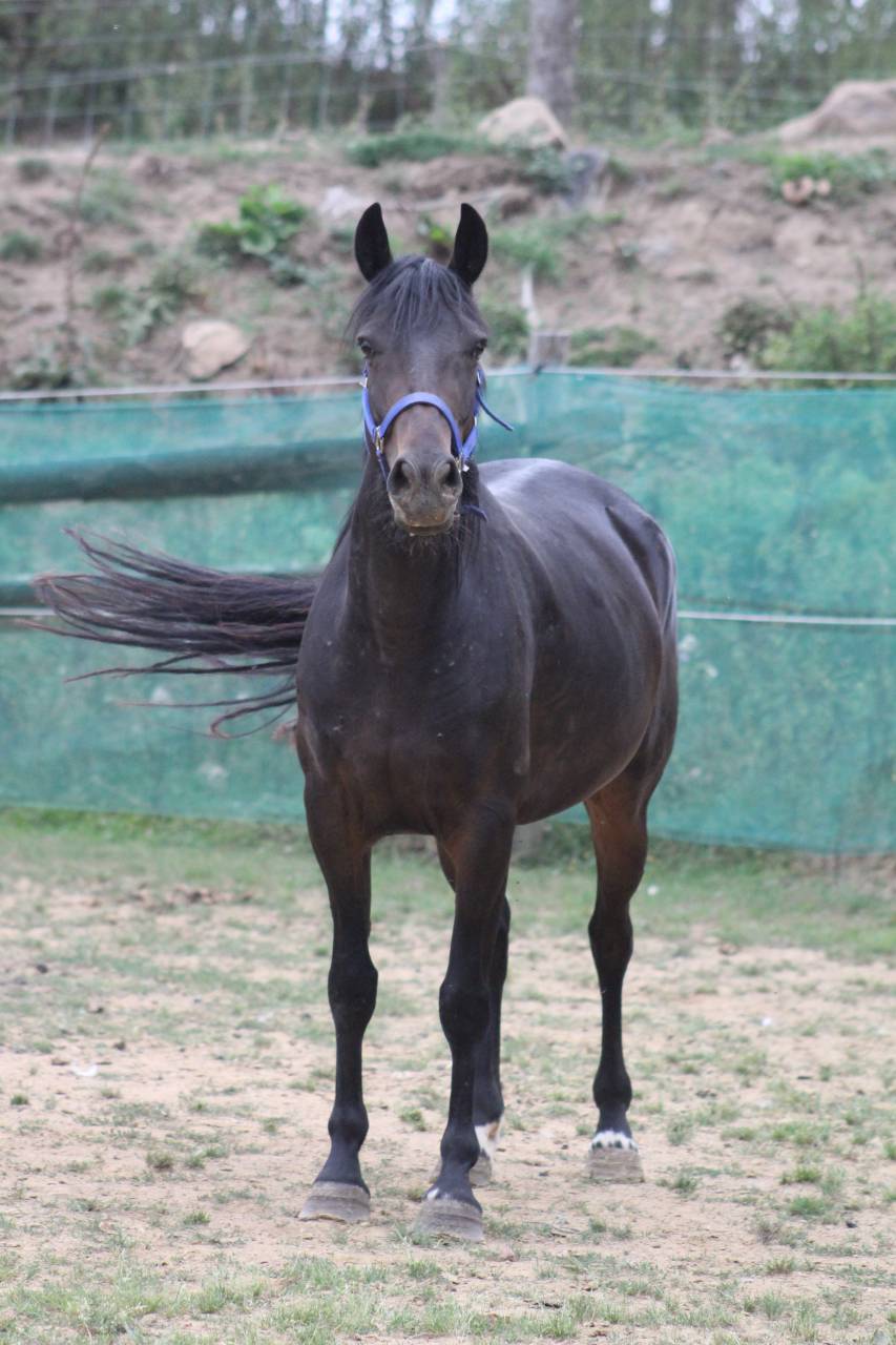 Merrie Belgische pony Te koop 2021 Zwart