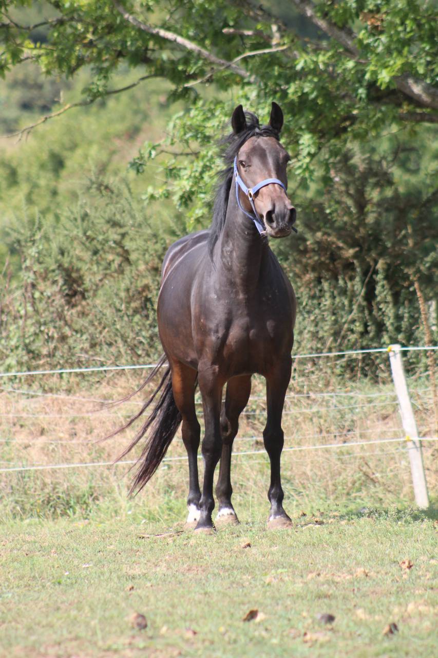 Merrie Belgische pony Te koop 2021 Zwart