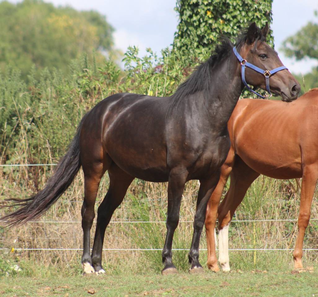 Merrie Belgische pony Te koop 2021 Zwart