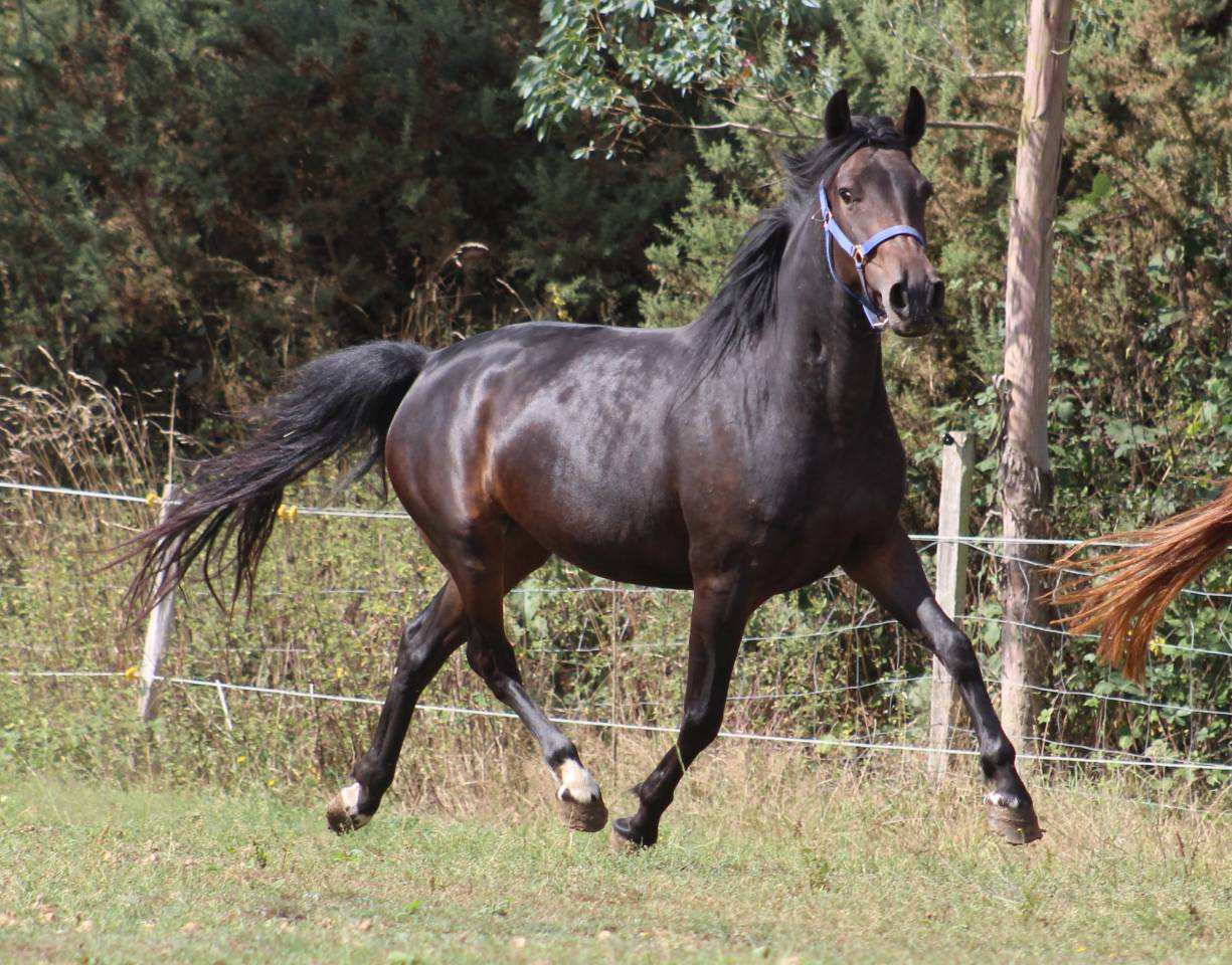 Merrie Belgische pony Te koop 2021 Zwart