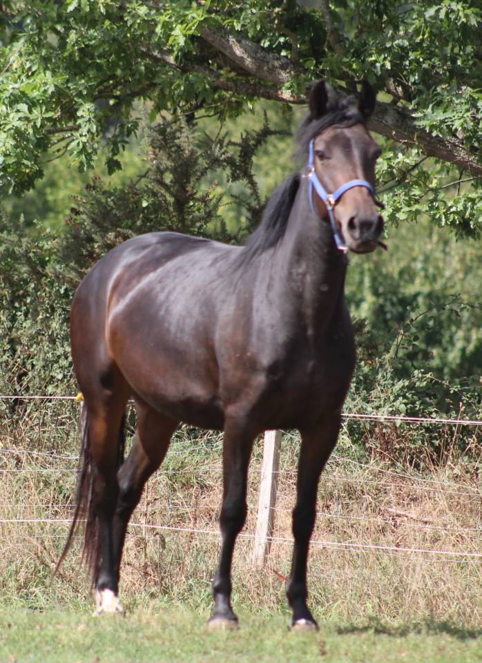 Merrie Belgische pony Te koop 2021 Zwart