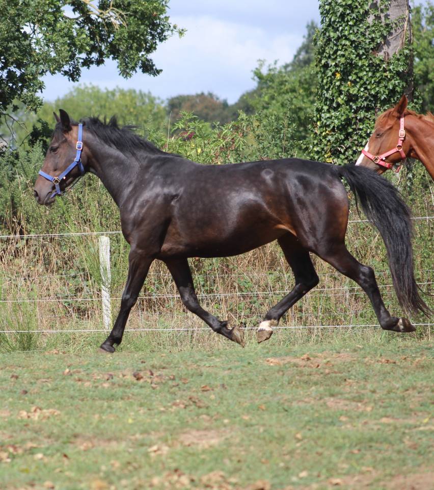 Merrie Belgische pony Te koop 2021 Zwart