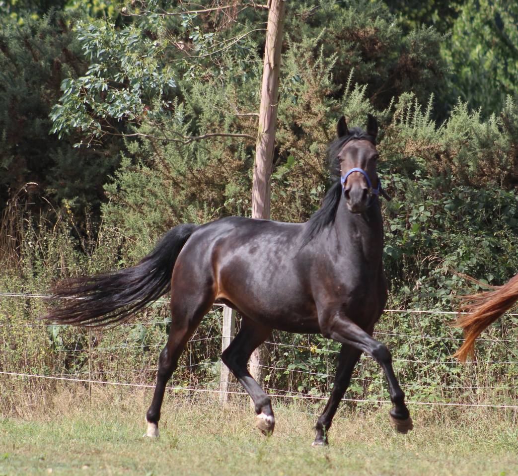 Merrie Belgische pony Te koop 2021 Zwart