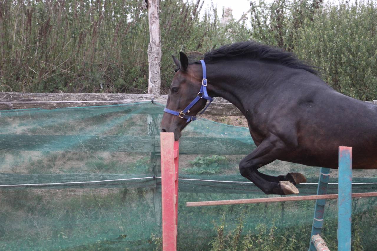 Merrie Belgische pony Te koop 2021 Zwart