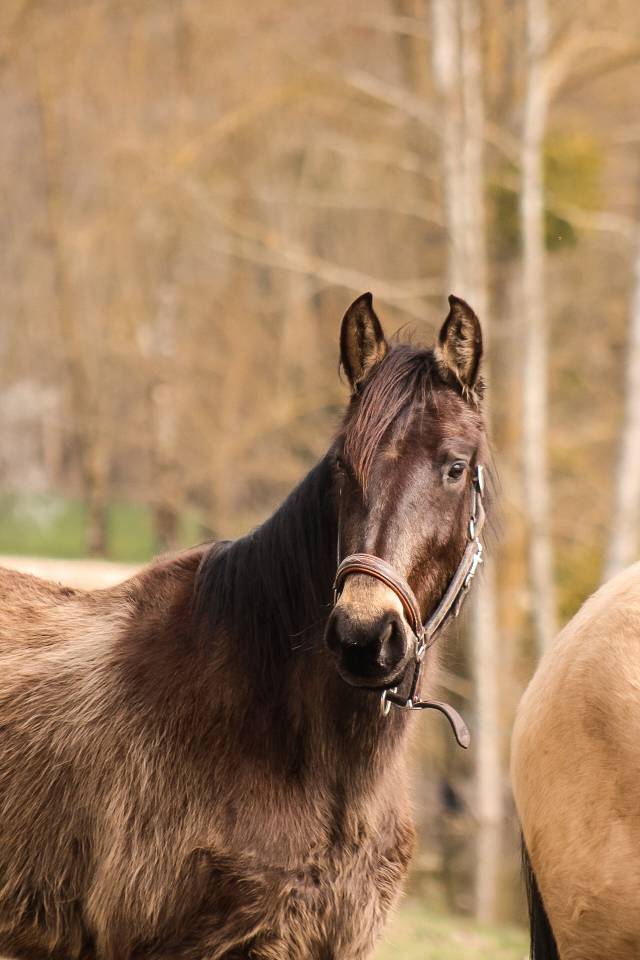 Merrie Bekend ras Te koop 2022 Isabel