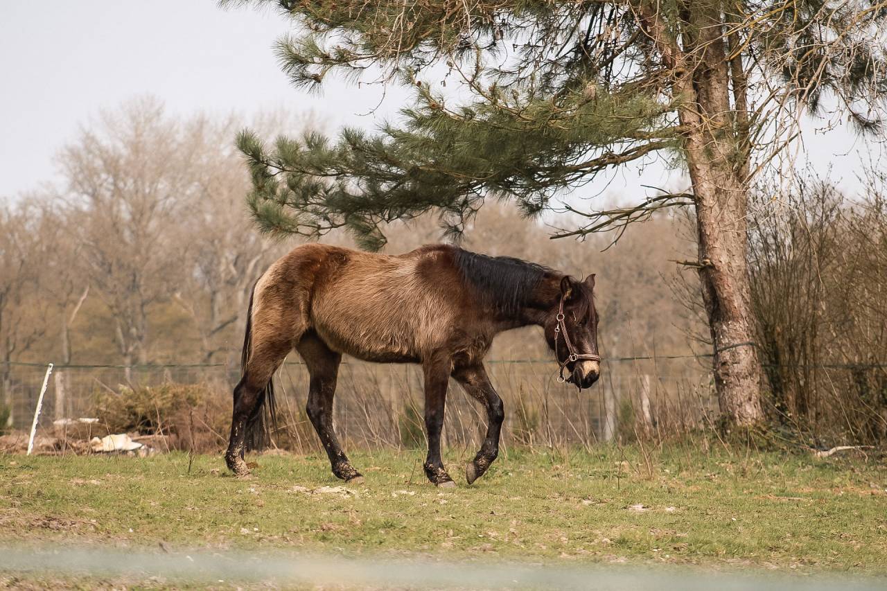 Merrie Bekend ras Te koop 2022 Isabel