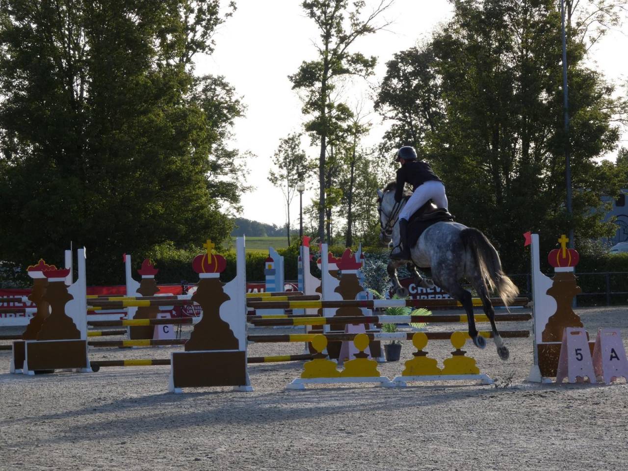 Ruin KWPN Nederlands sportpaard Te koop 2020 Schimmel