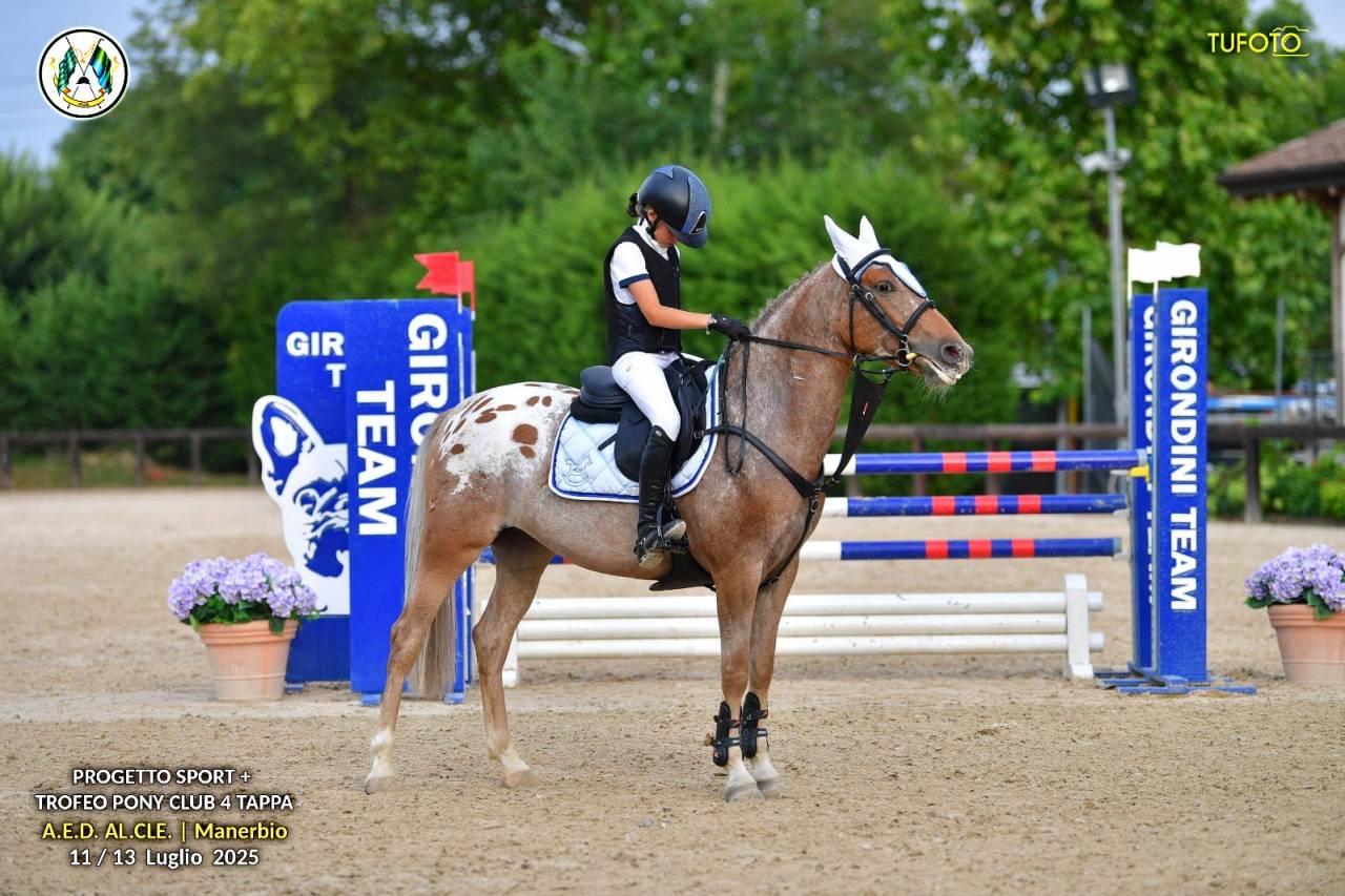 Merrie Bekend ras Te koop 2019 Bruinroan