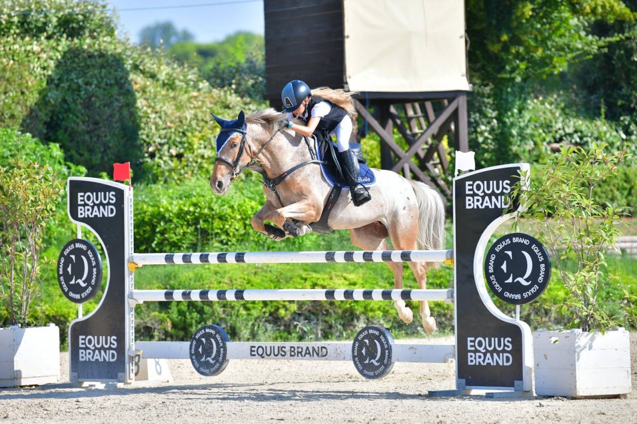 Merrie Bekend ras Te koop 2019 Bruinroan