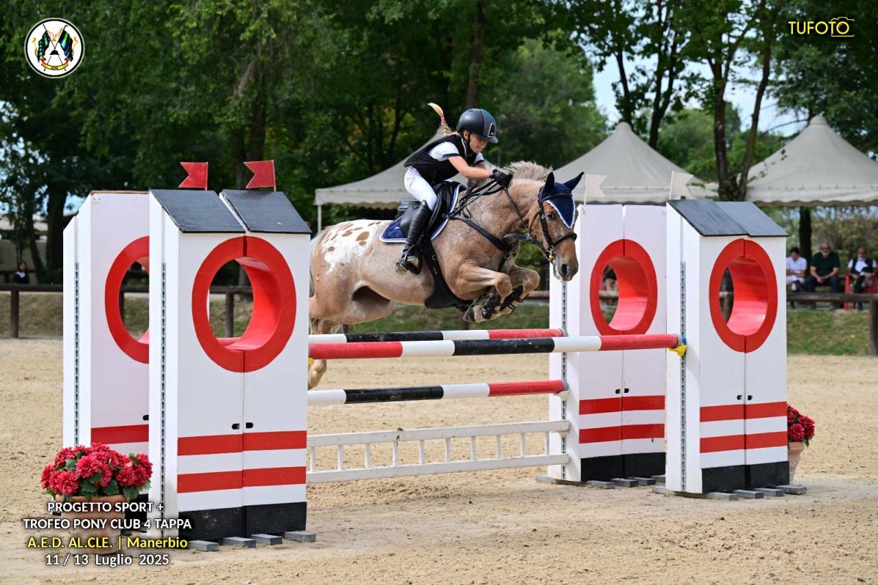 Merrie Bekend ras Te koop 2019 Bruinroan