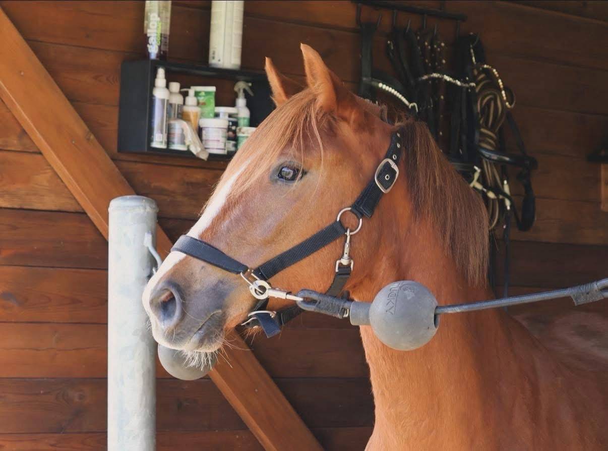 Merrie Franse rijpony PFS Te koop 2022 Vos ,  Follow me fast