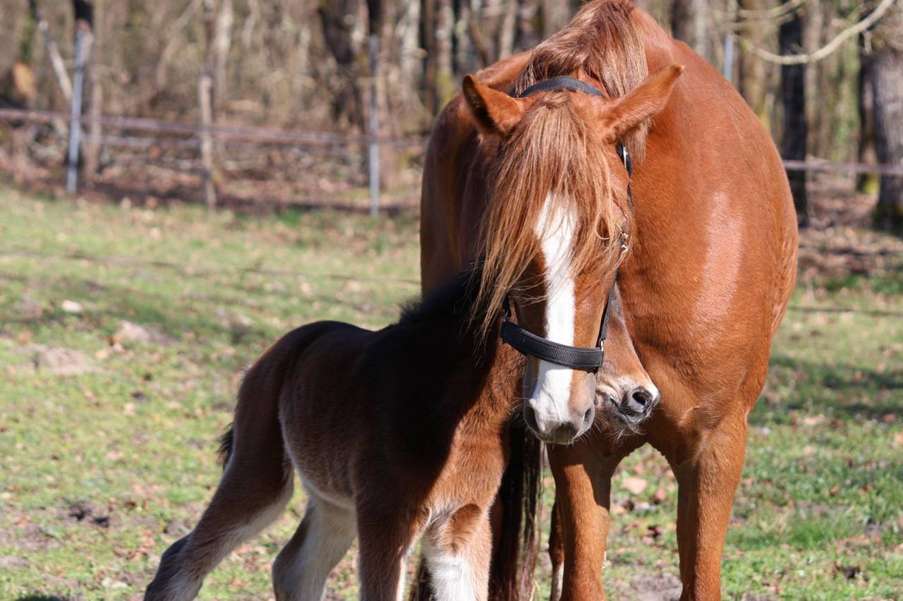 Merrie Franse rijpony PFS Te koop 2022 Vos ,  Follow me fast