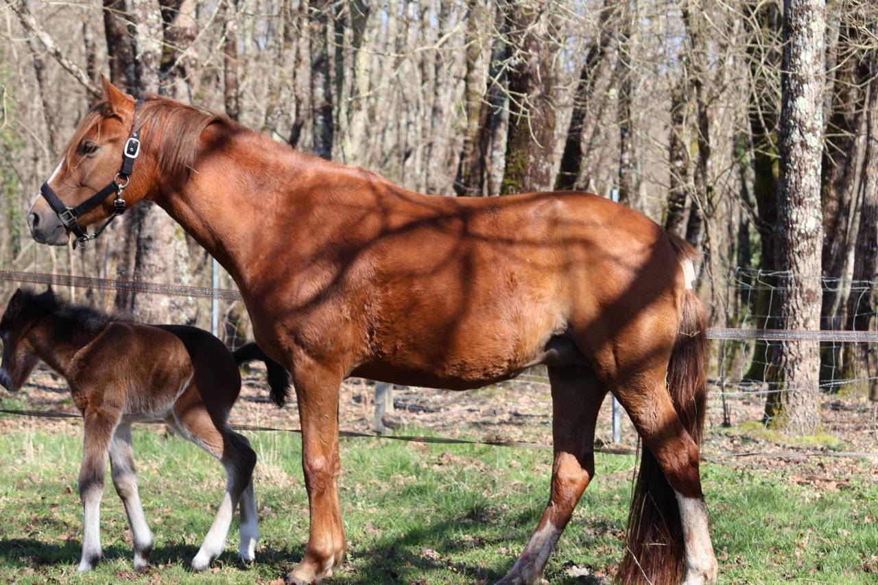 Merrie Franse rijpony PFS Te koop 2022 Vos ,  Follow me fast