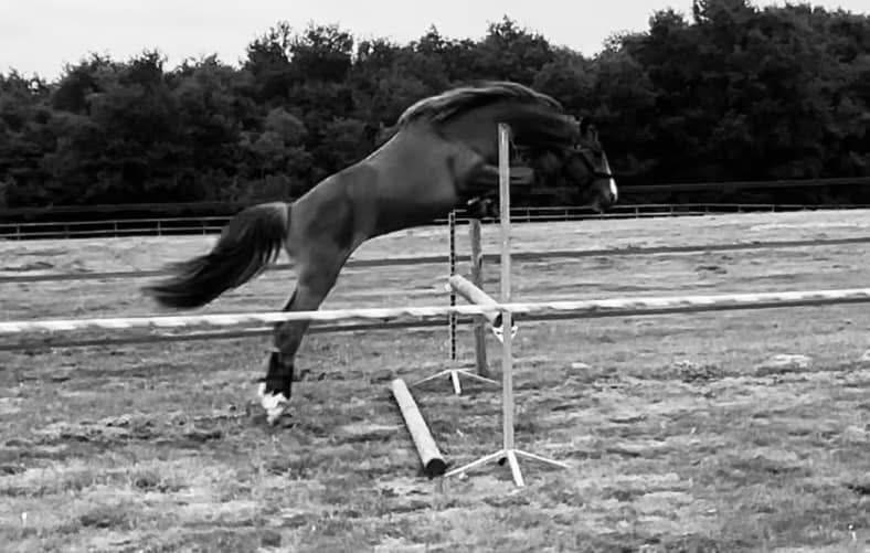 Merrie Franse rijpony PFS Te koop 2022 Vos ,  Follow me fast